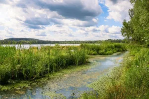Blauwalg Limburg: waarschuwing op zeven zwemlocaties